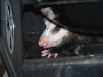 Possum1