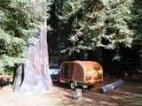 Redwood Camping