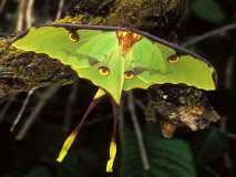 A Silk moth