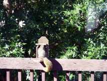 squirrel lunchbox