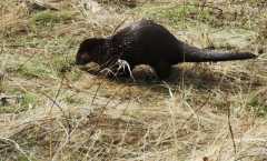 otter1