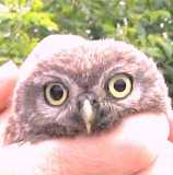 baby owls