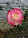 Raspberry Sorbet Floribunda Rose