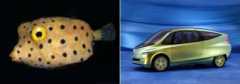 Boxfish and Boxfish inspired car