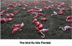 Birdflu