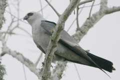 Mississippi Kite Hawk