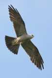 Mississippi Kite Hawk3