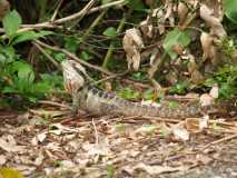 Bearded Dragon