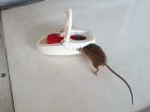 Mouse