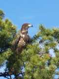 Young Bald Eagle