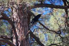 Another of the Huge Raven at Lake Robert's in the Gila National Forest, New Mexico