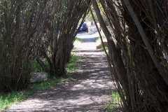 Path leading from the Upper End Campground to the shallows at the east end of Lake Robert's in the Gila National Forest, New Mexico