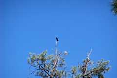 Raven on top of pine tree
