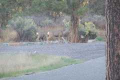 Two Whitetail Does grazing at campsite 3 in The Upper End Campground at Lake Robert's in the Gila National Forest, New Mexico