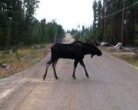 RMNP Moose