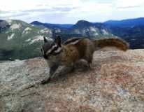 RMNP Chipmunk