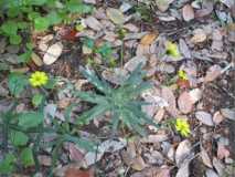 25 Wild Flowers - Monkey flower