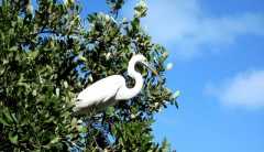 Snowy Egret