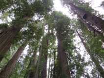 Redwoods IMG 0715