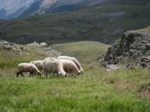 Rocky Mth Sheep IMG 1742