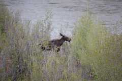 Young Moose in the Tetons DSC 0971