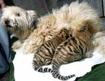 dog and cubs