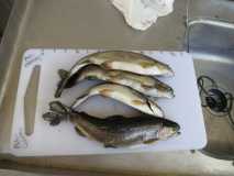 Buena Vista KOA Camping Fish Caught - IMG 0115