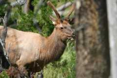 Elk