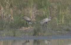 Sandhill Crane Baby!