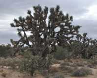 JoshuaTree