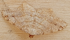 moth