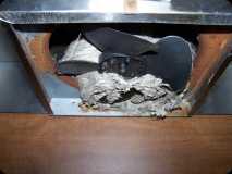 rsz kitchenexhaustfan wasps nest 10-23-2011 632