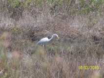 Galveston Island State Park Oct. 2010