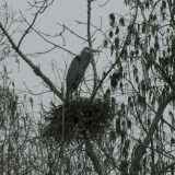 great blue heron