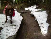 The Used Dog On Small Glacier