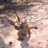 iguana preserve2