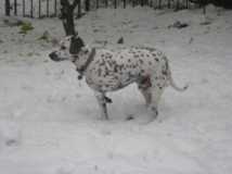 Bosco in the snow