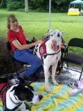 Great Dane Lap Dog