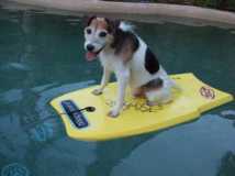 Surfer dog