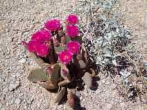 Cactus Bloom