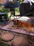 Goldie--stray dog 061712