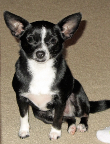 lucy.jpg