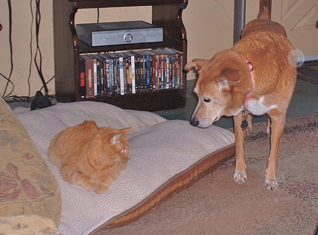 Catindogbed.JPG