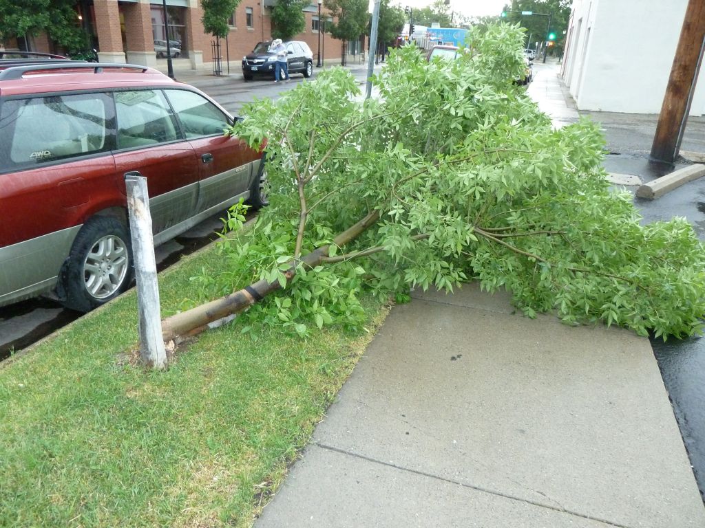 Tree down.jpg