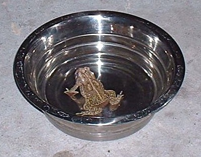 Toad.jpg