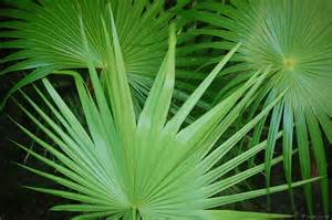 palm frond.jpg
