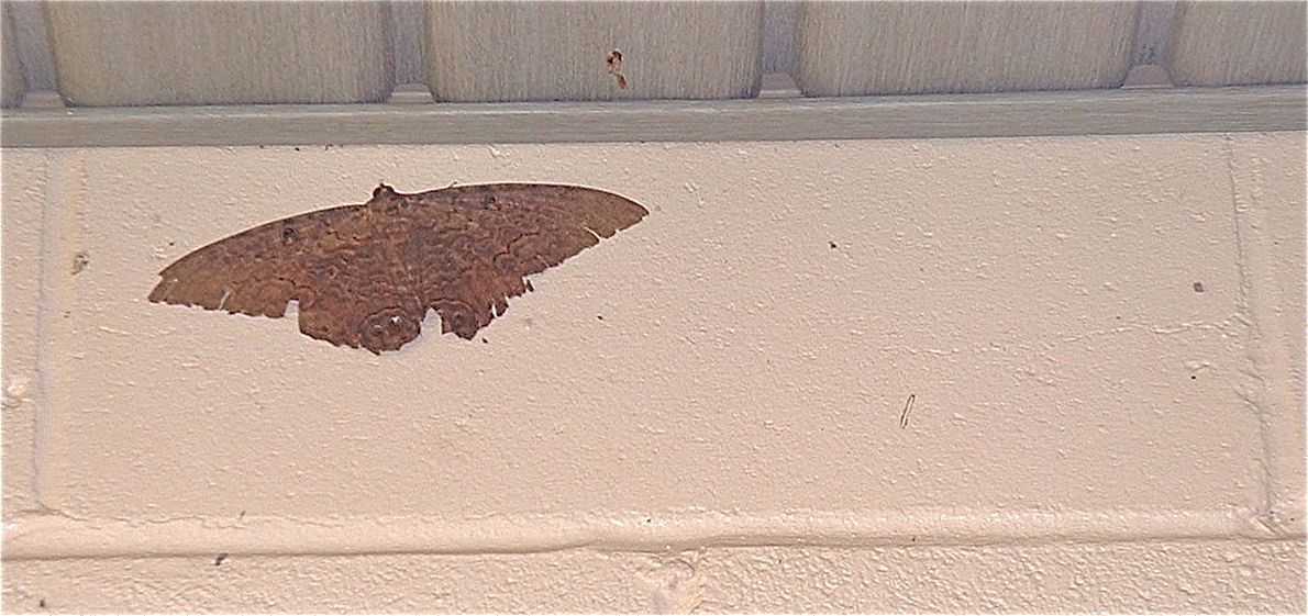 moth.jpg