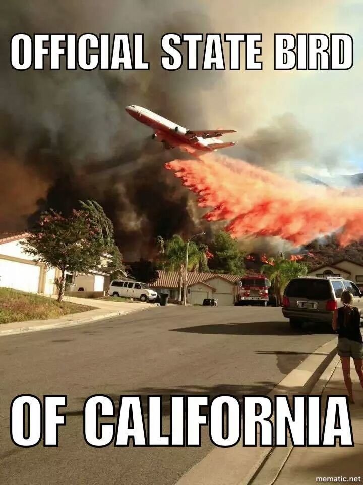 Calif state bird.jpg