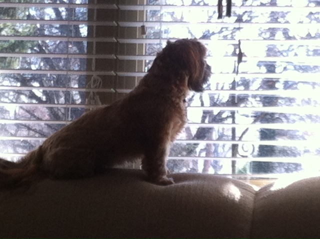 121112 Sunny Protecting me from the squirrels.JPG