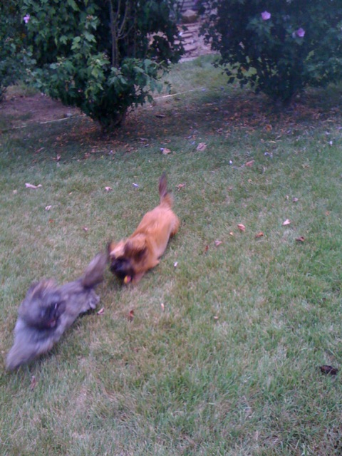 Sunny and Spike 3.JPG